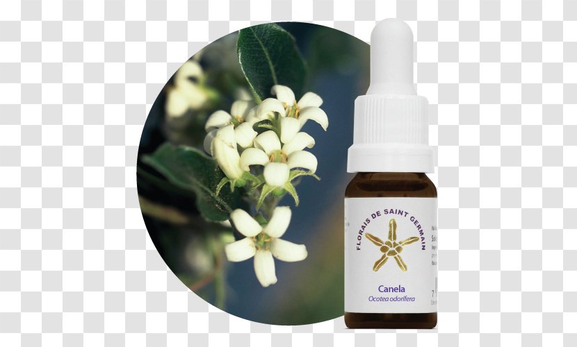 Ocotea Odorifera Therapy Florais De Saint Germain Bach Flower Remedies Panicum Melinis - Canela Transparent PNG
