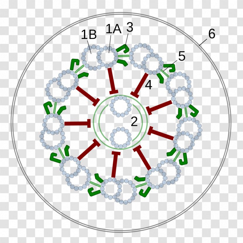 Flagellum Cell Cilium Axoneme Cytoskeleton - Organelle - Section Transparent PNG