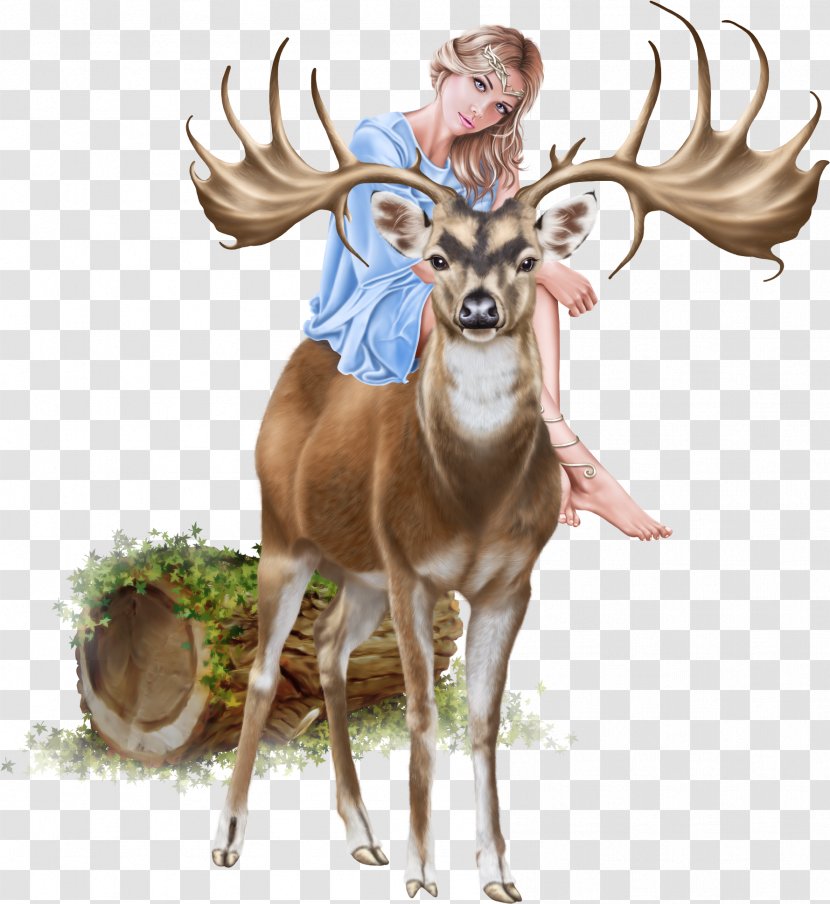 Reindeer Cartoon - Tail Moose Transparent PNG