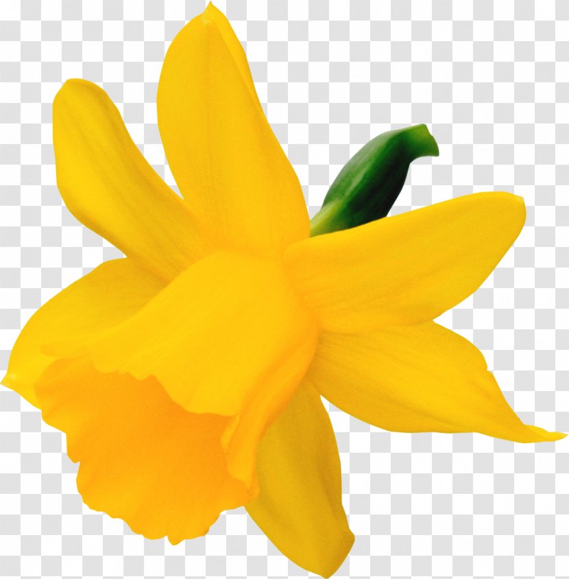 Narcissus Daffodil Clip Art - Flower Transparent PNG