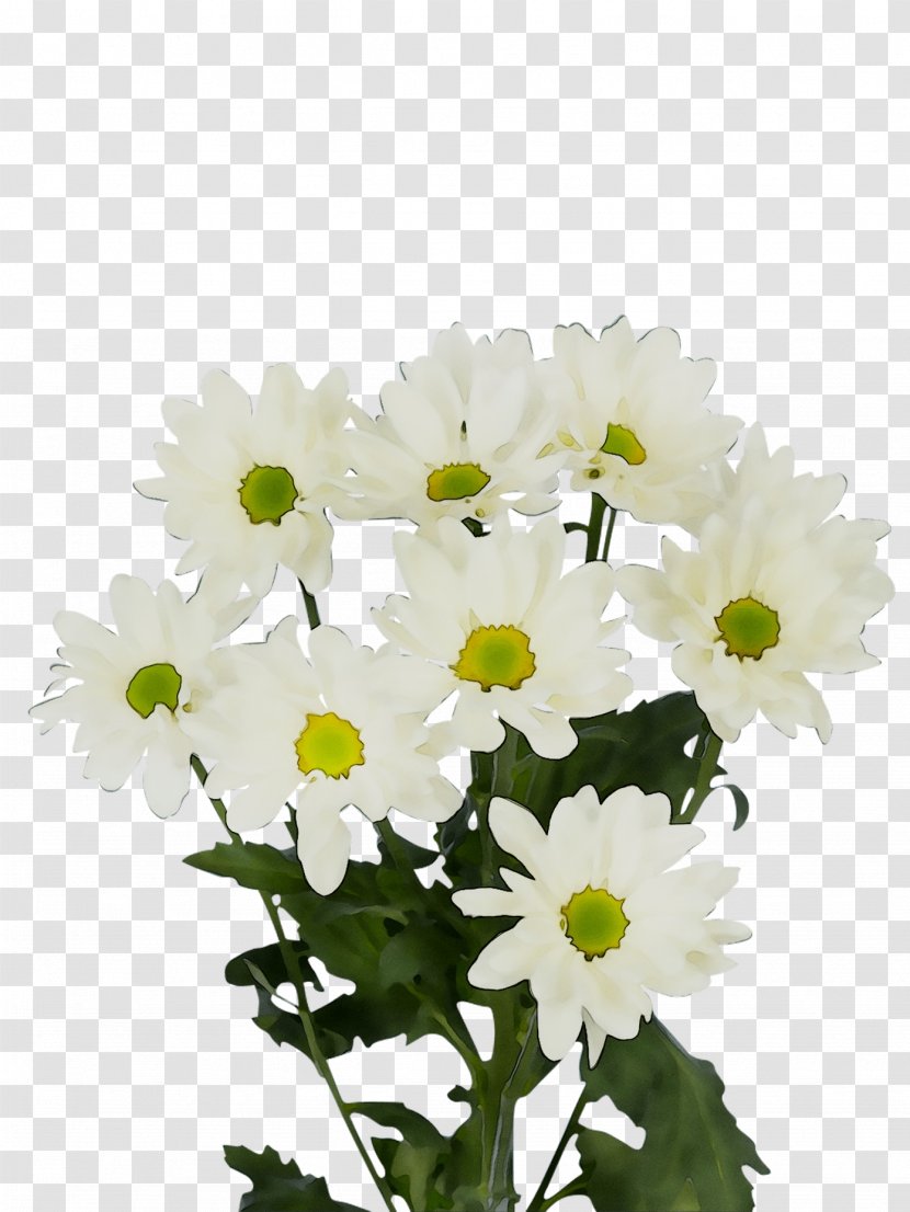 Chrysanthemum Oxeye Daisy Marguerite Feverfew Transvaal - Barberton - Asterales Transparent PNG
