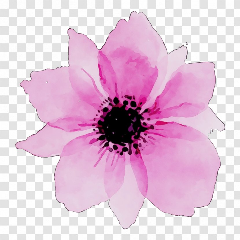 Watercolor Pink Flowers - Paint - Herbaceous Plant Annual Transparent PNG