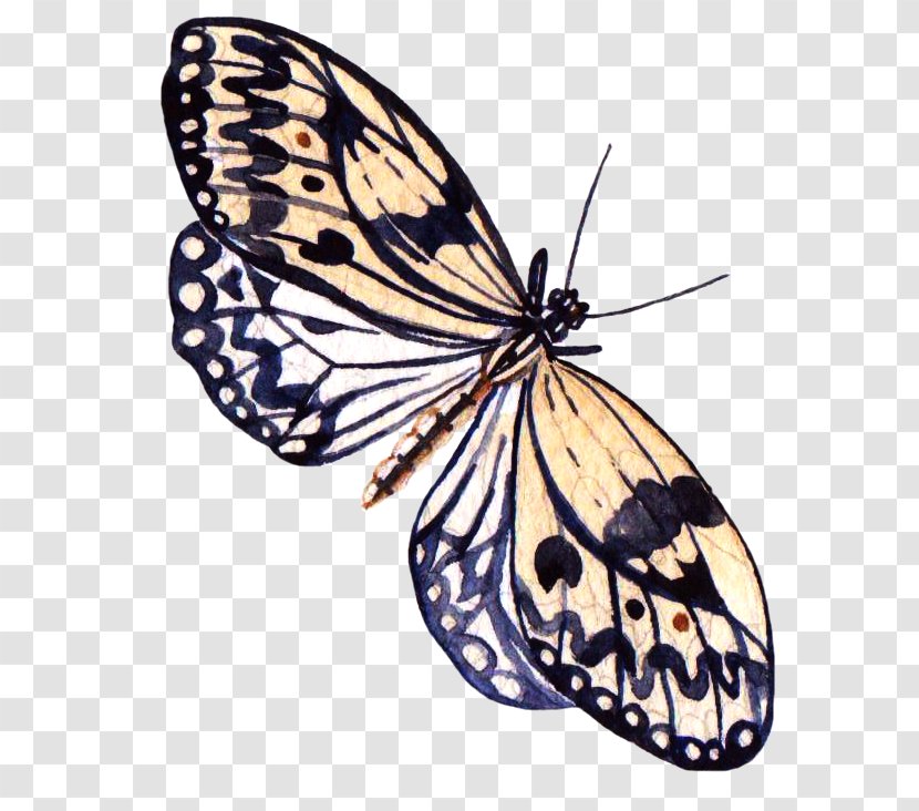 Butterfly Painting Information - Yellow Transparent PNG