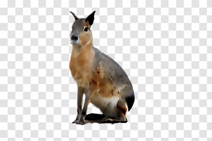Kangaroo Fauna Terrestrial Animal Snout - Mammal - Marsupial Transparent PNG