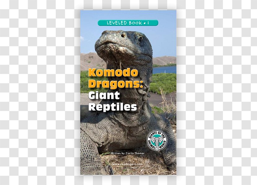Tortoise Terrestrial Animal Snout - Read Across America Transparent PNG