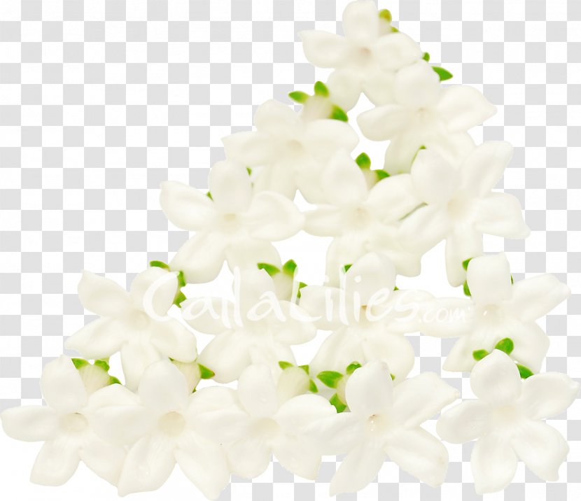 Stephanotis Floribunda Cut Flowers Jasmine Petal - Arumlily - Wedding Flower Transparent PNG