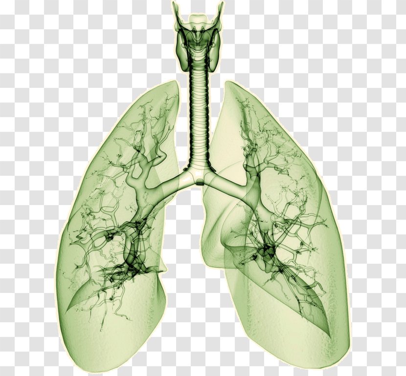 Drawing Lung Research - Cartoon - Hersh Transparent PNG