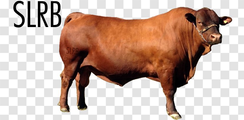 Bull Cattle Ox Snout Transparent PNG
