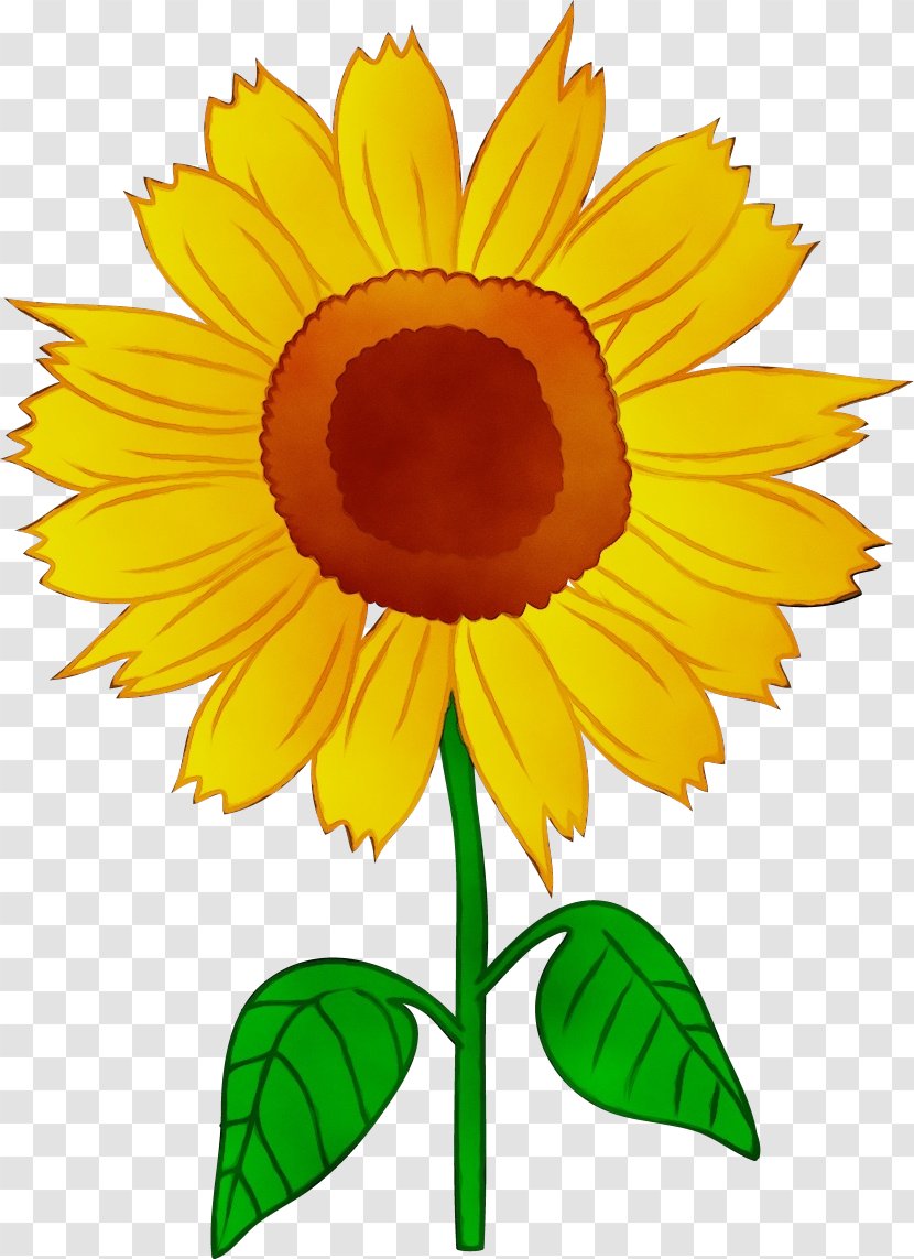 Sunflower - Watercolor - Herbaceous Plant Cuisine Transparent PNG