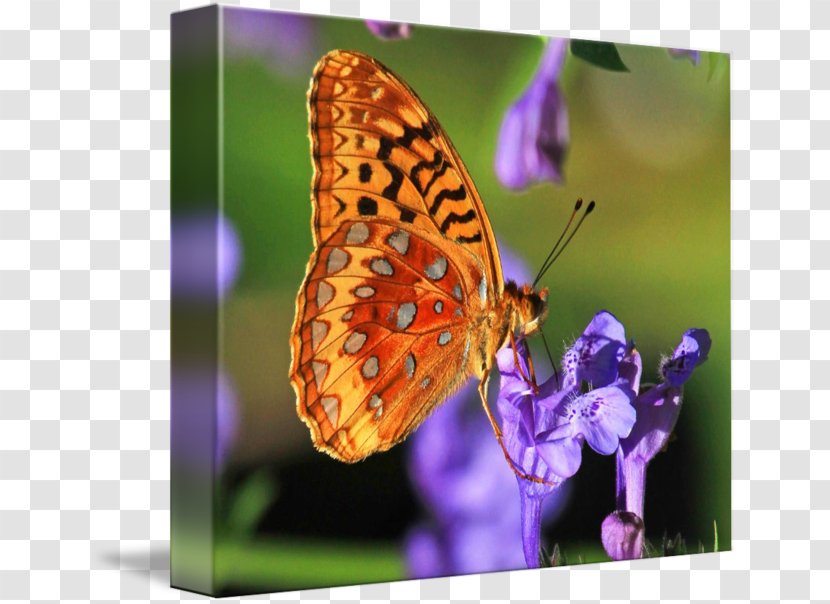 Brush-footed Butterflies Gossamer-winged Butterfly Great Spangled Fritillary Gallery Wrap - Canvas Transparent PNG