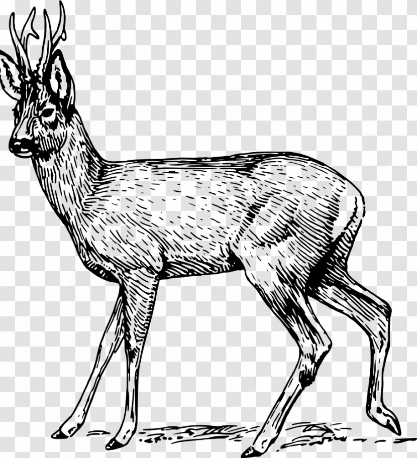 Roe Deer Musk Deers Clip Art - Animal Figure Transparent PNG