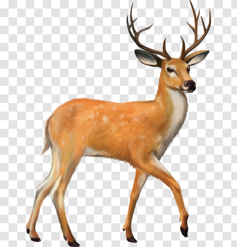 White-tailed Deer Mule Clip Art - Terrestrial Animal - Deer, Transparent PNG