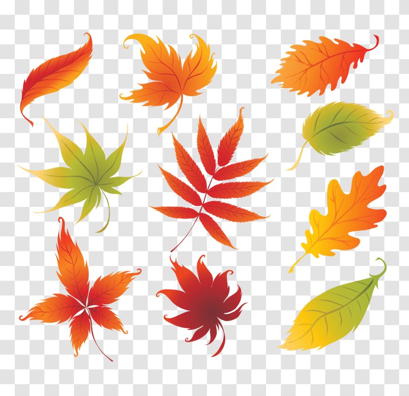 Vector Graphics Stock Photography Leaf Autumn Color - Flower - Fall Transparent PNG