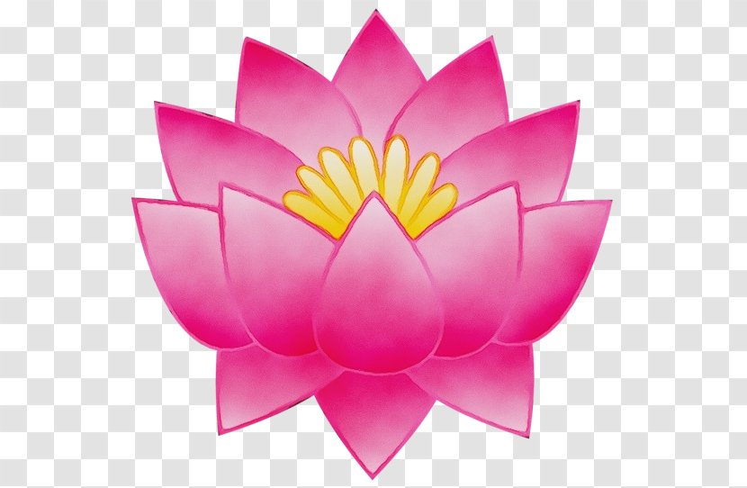 Nymphaea Nelumbo Transparency Lotus Flower Collection - Sacred - Wildflower Proteales Transparent PNG