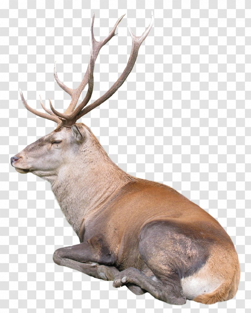 Reindeer Rudolph - Deer Transparent PNG