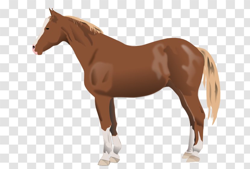 Mustang American Paint Horse Quarter Mare Stallion - Mane Transparent PNG