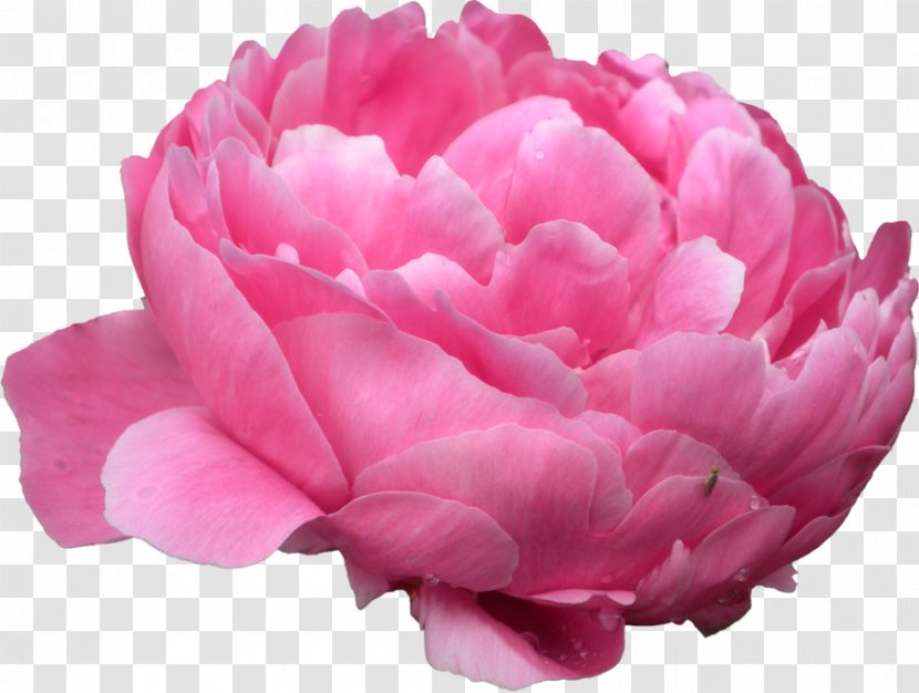 Peony Desktop Wallpaper Clip Art - Plant Transparent PNG