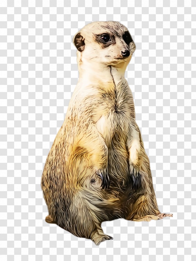 Meerkat Mongoose Wildlife Whiskers - Paint Transparent PNG