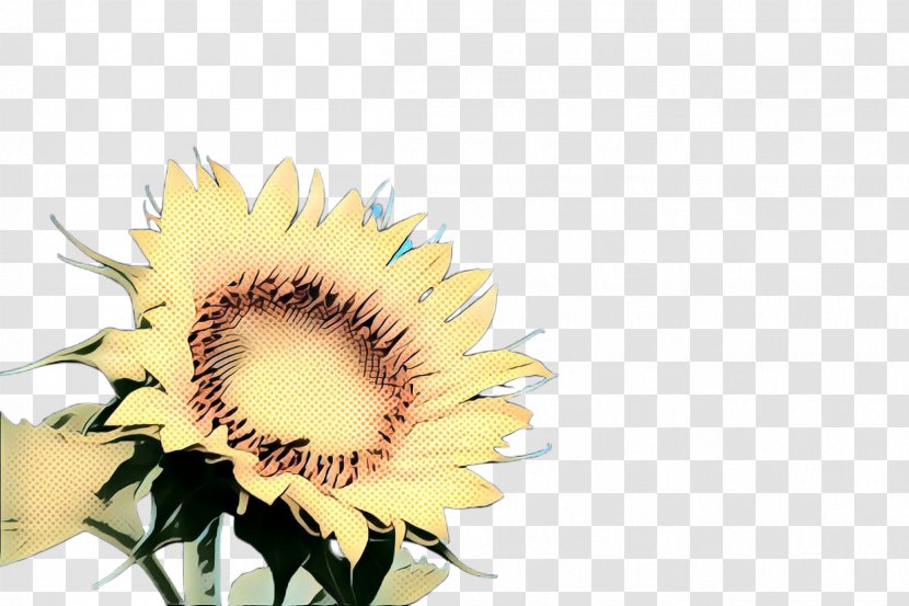 Flowers Background - Pollen - Cut Transparent PNG