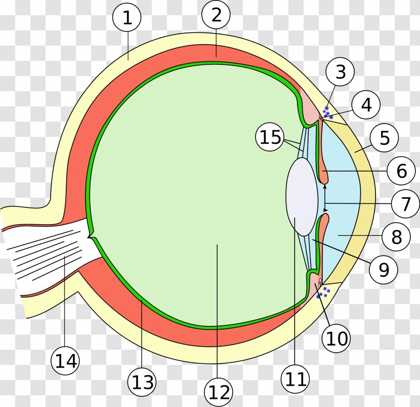 Human Eye Anatomy Ophthalmology Body - Tree Transparent PNG