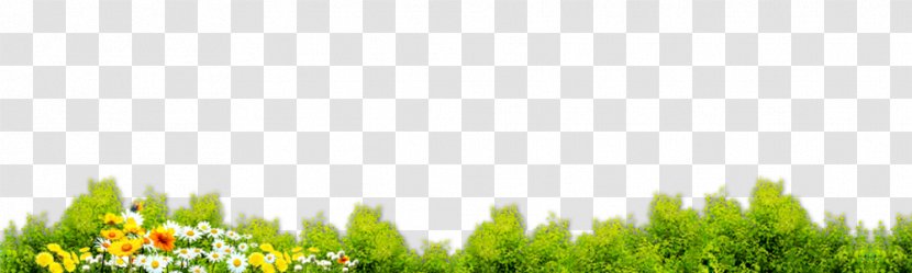 Lawn Energy Grasses Green Wallpaper - Plant Transparent PNG
