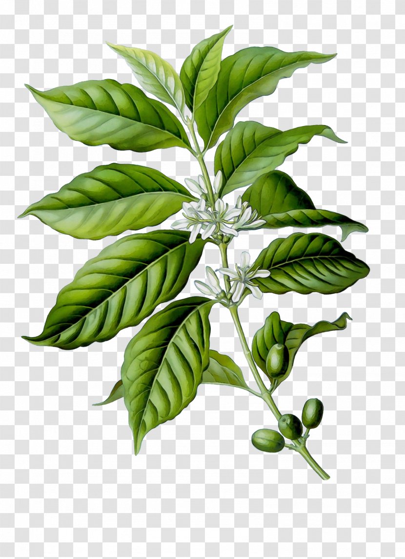 Coffee Bean - Curry Tree - Hemp Family Herb Transparent PNG
