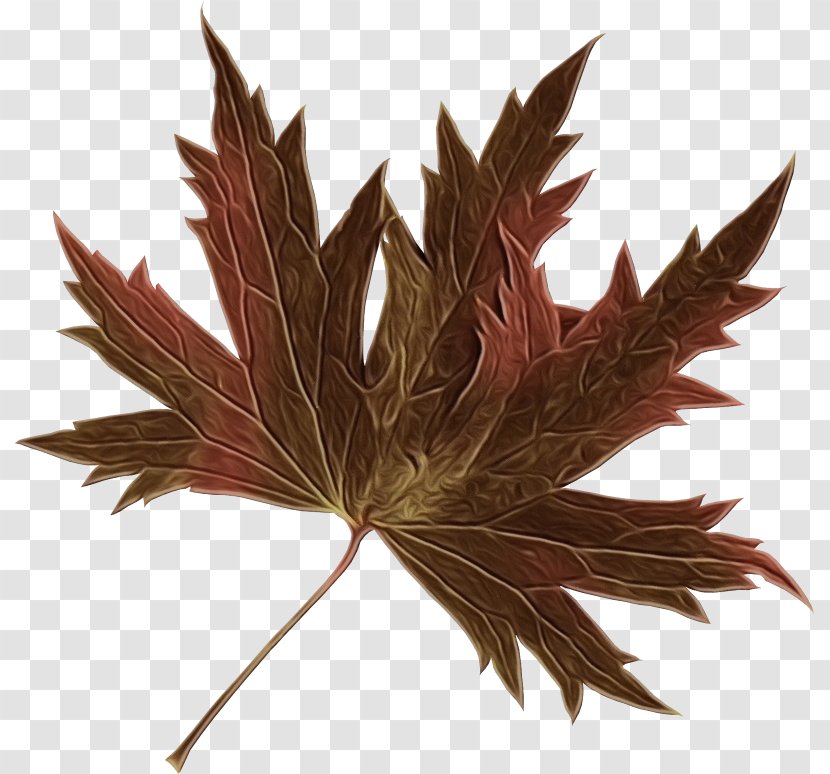 Maple Tree - Grass - Flower Plane Transparent PNG