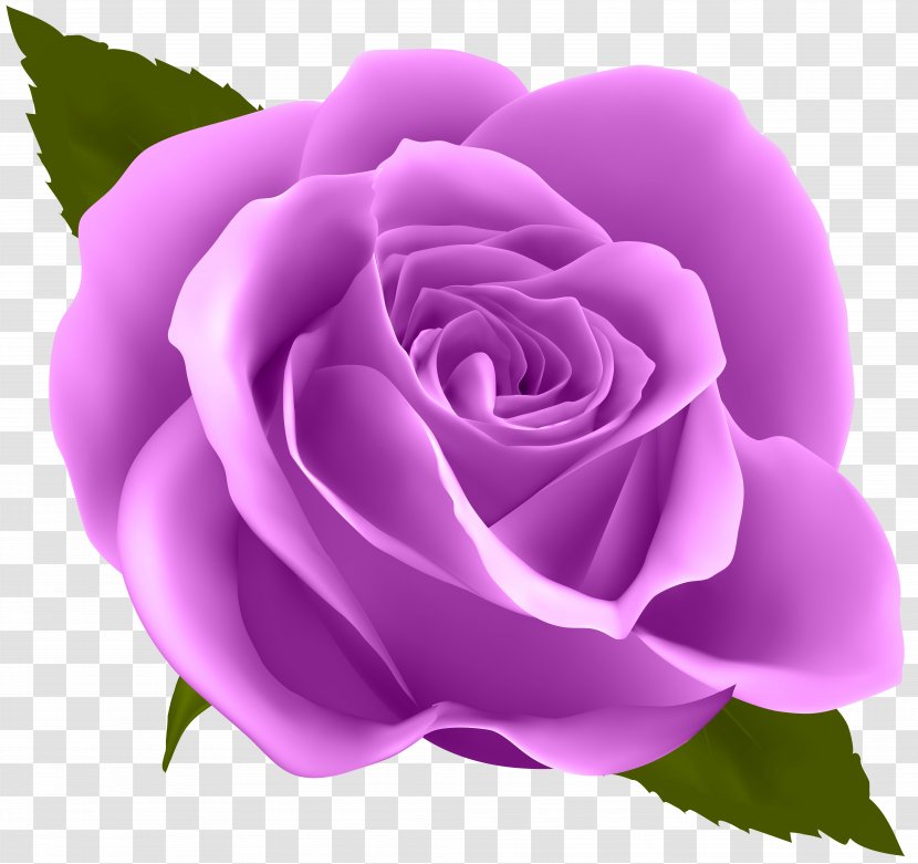 Rose Flower Purple Clip Art - Floribunda - Image Transparent PNG