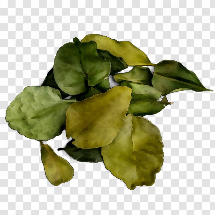 Leaf Greens - Flower Transparent PNG