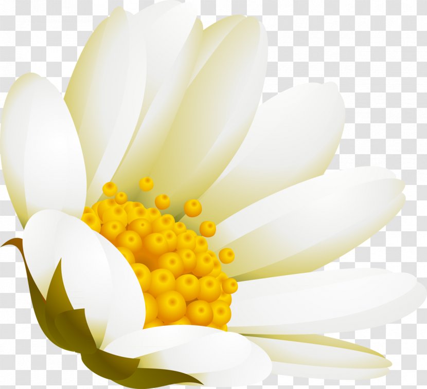 White Flower Advertising DenizBank - Petal - Camomile Transparent PNG