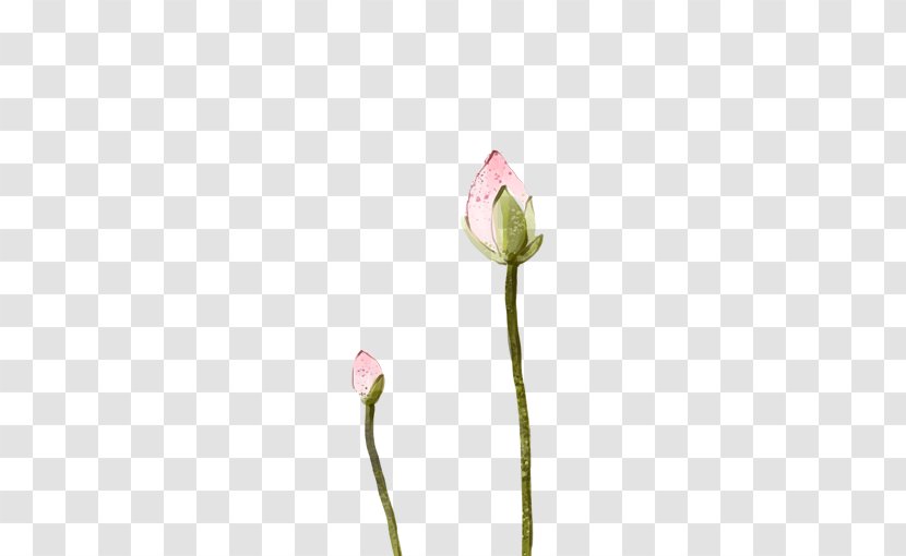 Tulip Cut Flowers Bud Plant Stem Petal - To Be Put Lotus Transparent PNG