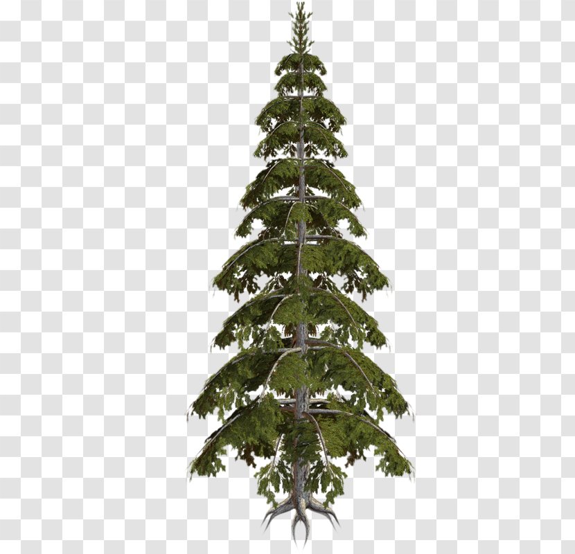 Spruce Christmas Tree Fir Ornament Pine - Conifer Transparent PNG