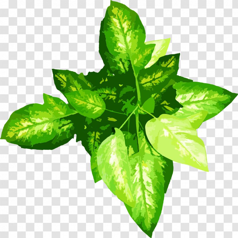 Leaf Plant Flowerpot Crop Nature - Herb - Green Leaves Transparent PNG
