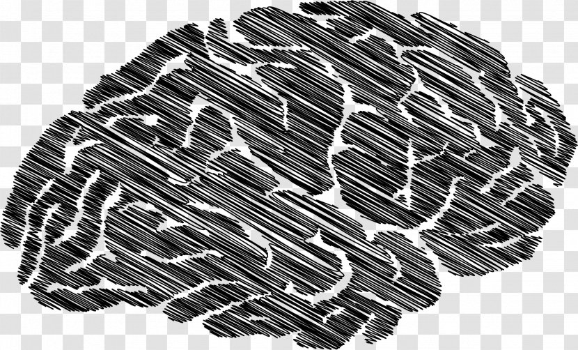 Lobes Of The Brain Clip Art - 13 Transparent PNG