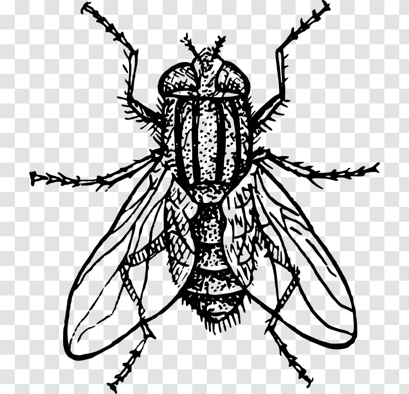 Insect Drawing Housefly - Pest Transparent PNG