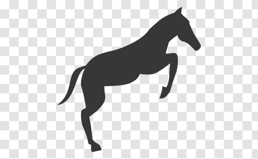 Mule Foal Stallion Colt Pony - Pack Animal - Mustang Transparent PNG