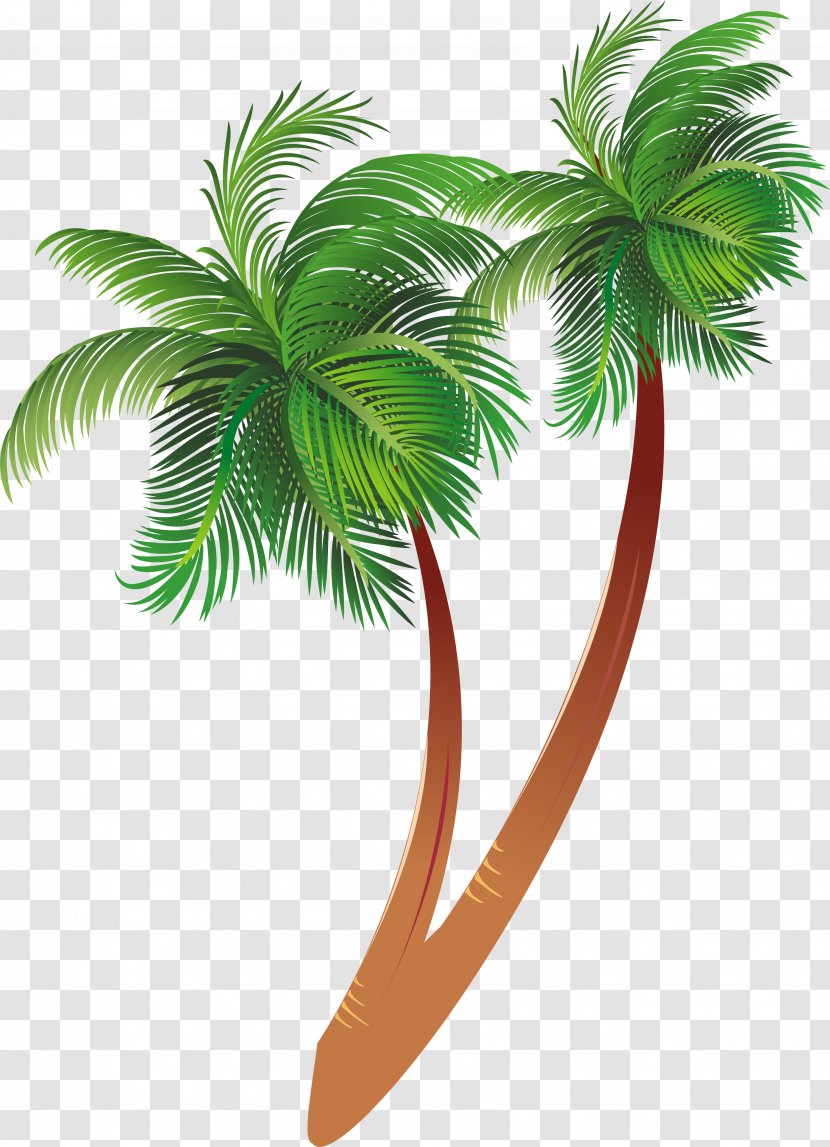 Arecaceae Tree Clip Art - Flowering Plant - Palm Transparent PNG