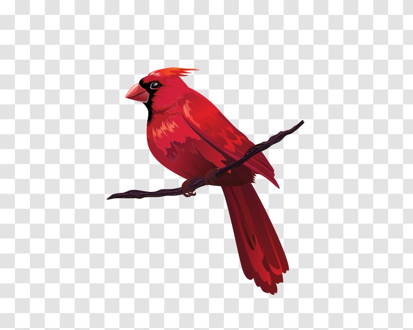 Bird Euclidean Vector Red Clip Art Transparent PNG