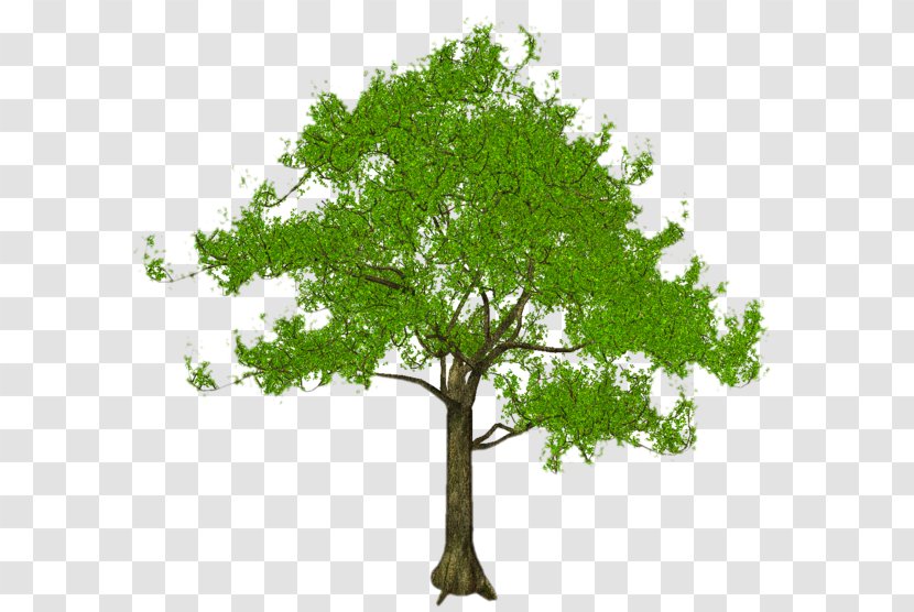 Stock Photography Royalty-free Art - Tree Transparent PNG
