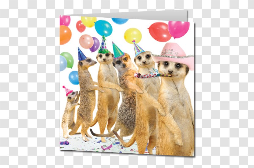 Meerkat Wedding Invitation Greeting & Note Cards Birthday Cake - Christmas - Card Transparent PNG