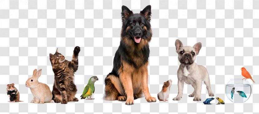 Pet Sitting Dog Cat Shop - Dogs And Cats Transparent PNG