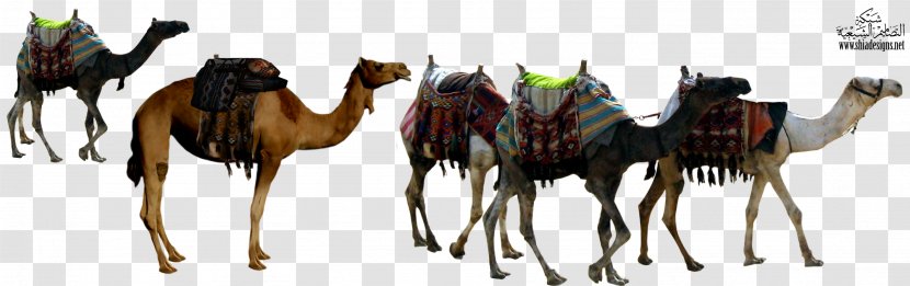 Dromedary Sahara Caravan Xerocole Jacob And Esau - Animal Camel Transparent PNG