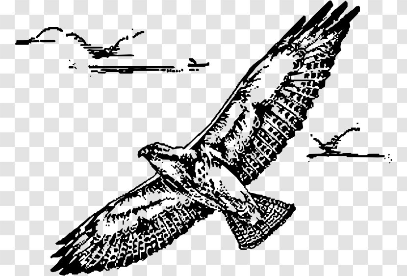 Bird Drawing Hawk Line Art Transparent PNG