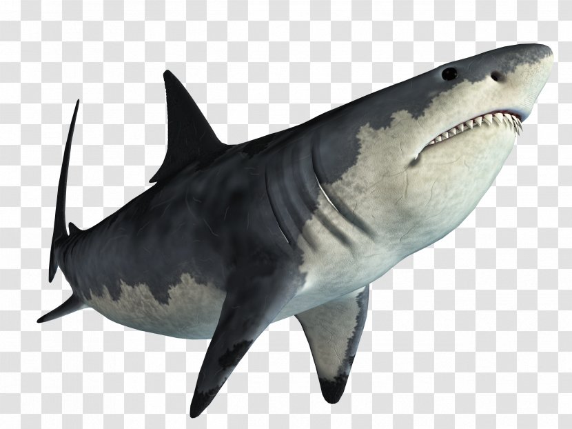 Shark Jaws Tadzio - Swf Transparent PNG