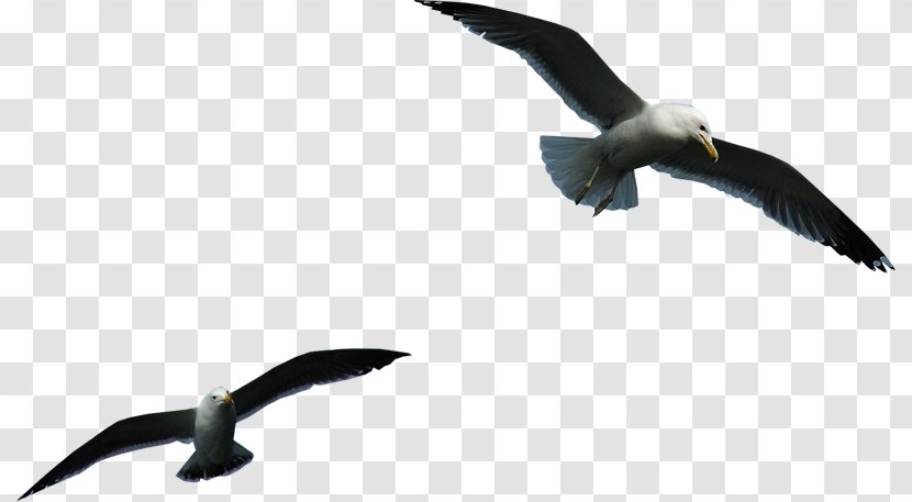 Bird Clip Art - Gull Transparent PNG
