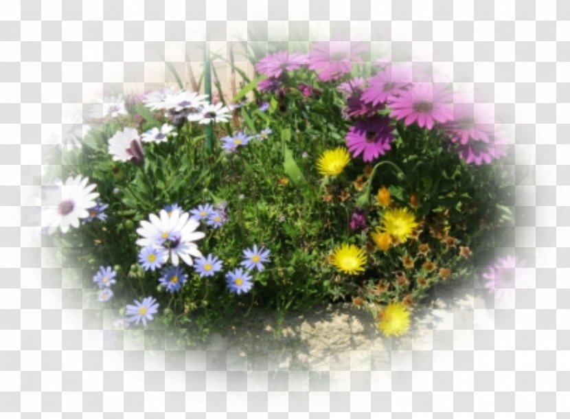 Floral Design Chrysanthemum Desktop Wallpaper - Daisy Transparent PNG