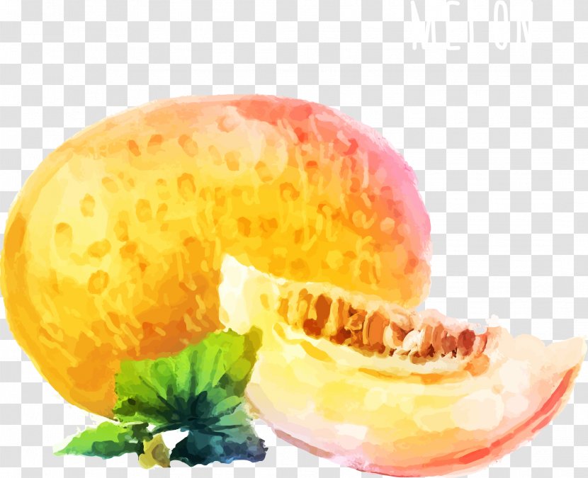 Watercolor Painting Cantaloupe Melon - Food - Hand Painted Transparent PNG