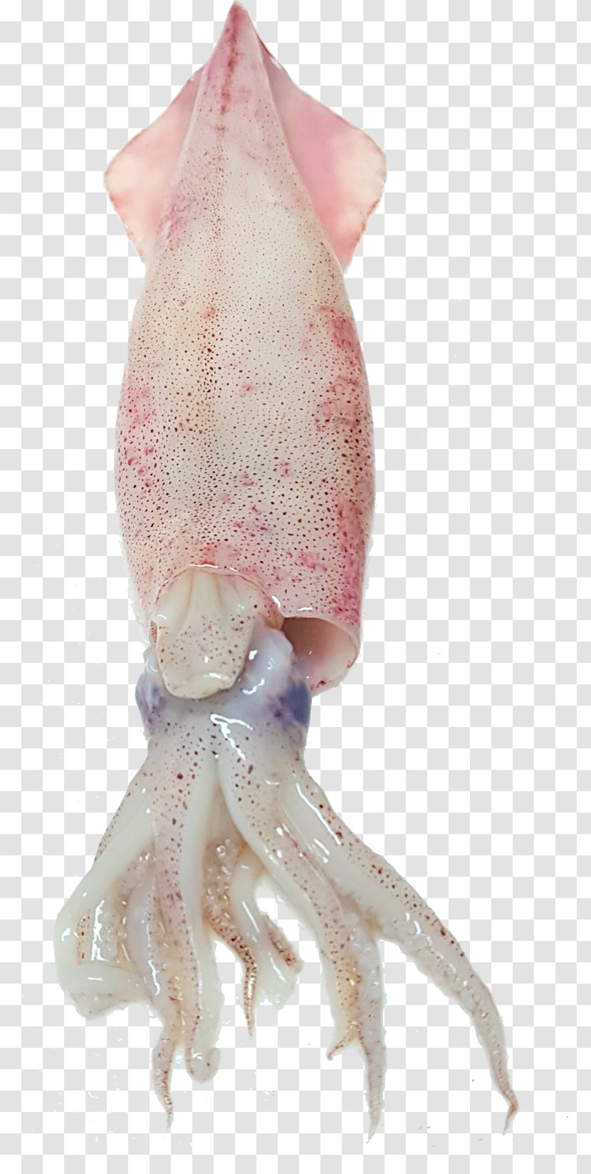 Squid As Food Octopus Seafood Fish - Sea - Fried Transparent PNG