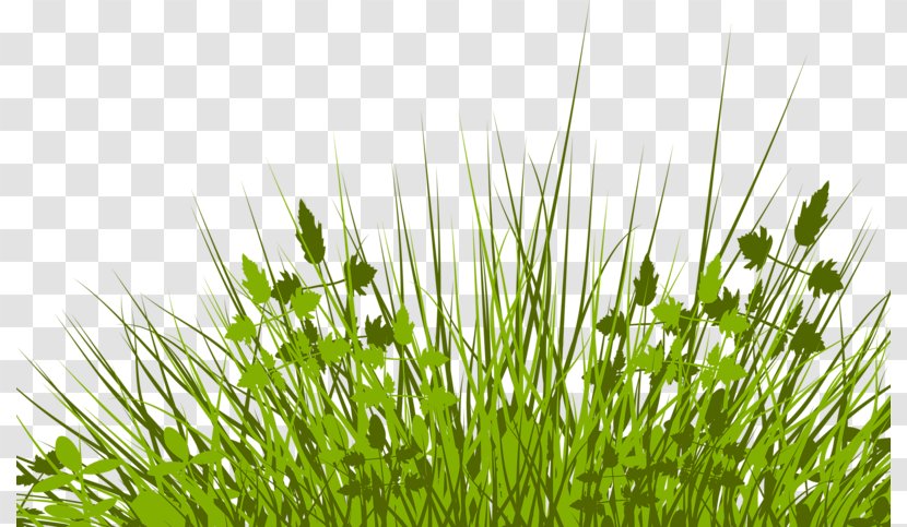 Lawn Royalty-free Stock Photography Illustration - Pretty Grass Transparent PNG