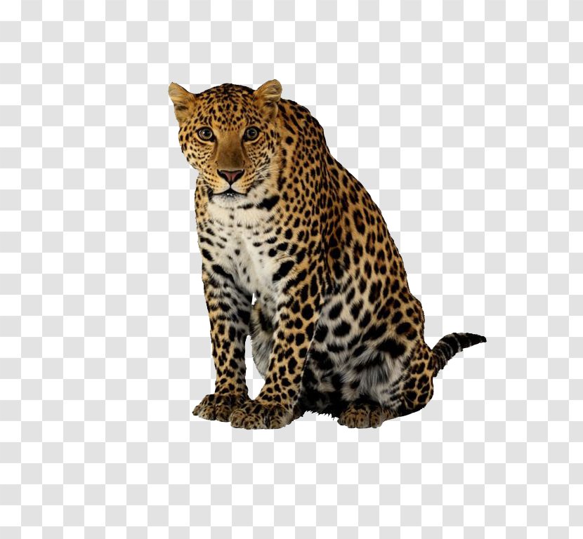 Cheetah Leopard Jaguar Felidae - Cat Like Mammal - Crouching Transparent PNG